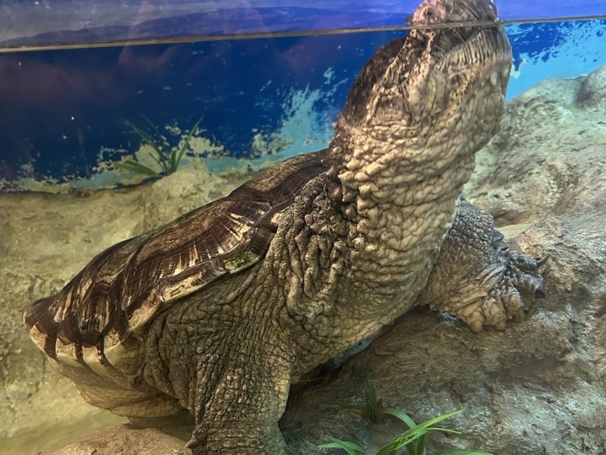 Delmarva Discovery Museum