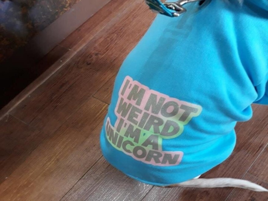 Doggie Style K9 Cafe