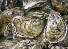 Coastal Maryland Oyster Company